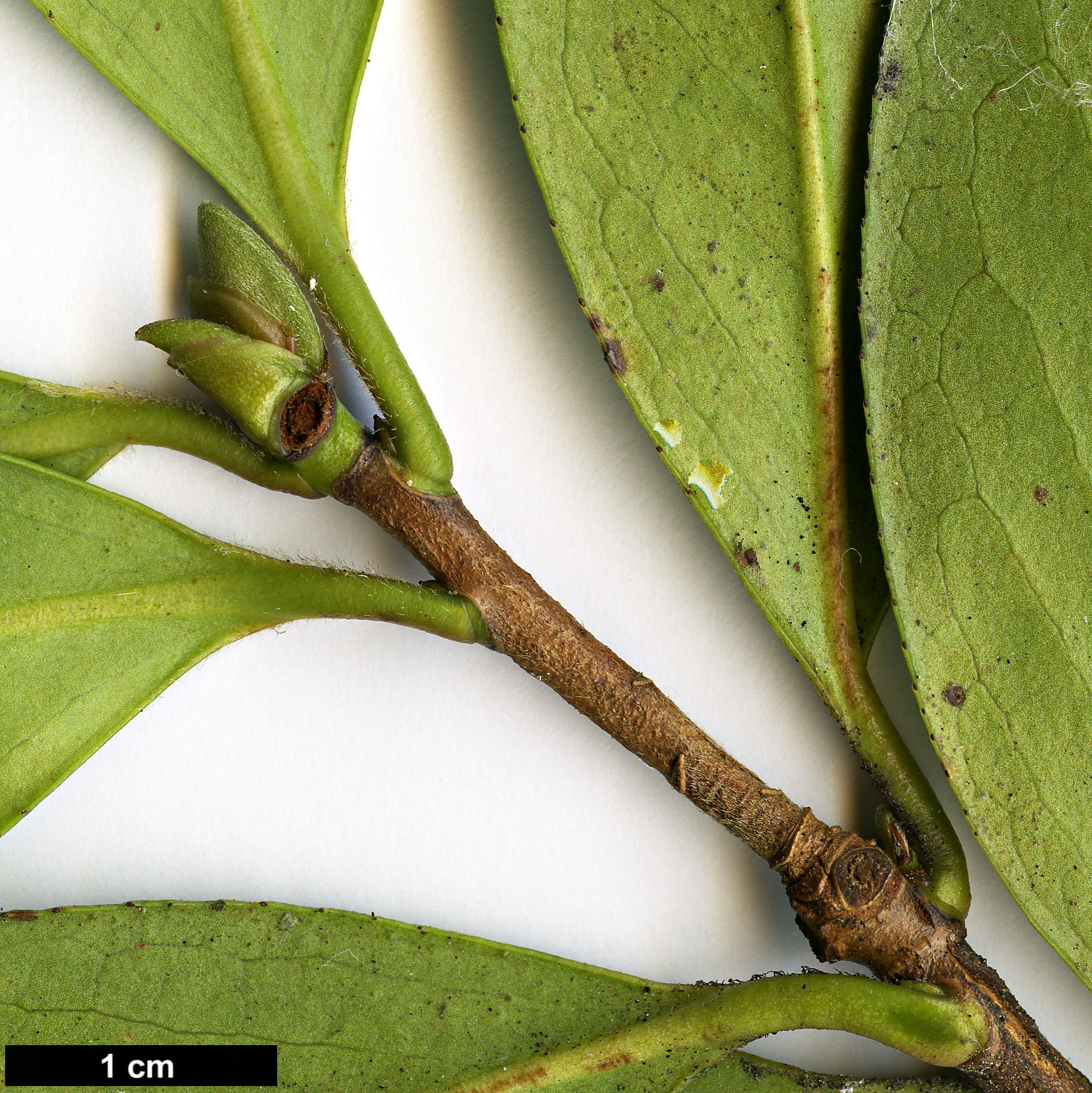 High resolution image: Family: Theaceae - Genus: Camellia - Taxon: ×williamsii (C.japonica × C.saluenensis)